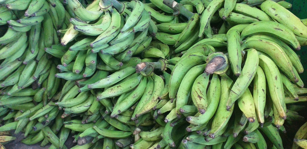 Platano verde