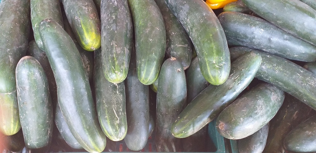 Pepino cohombro