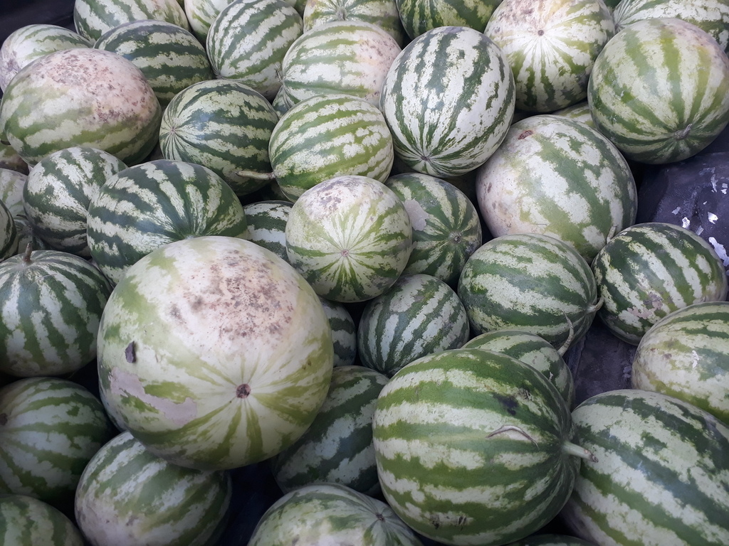 Sandia criolla