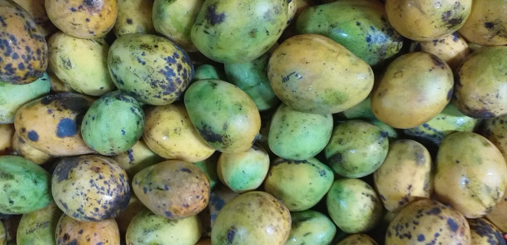 Mango criollo