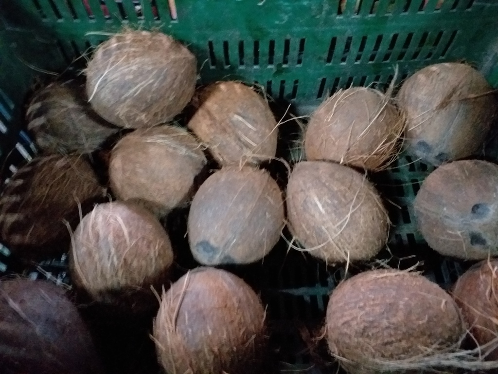 Cocos medianos