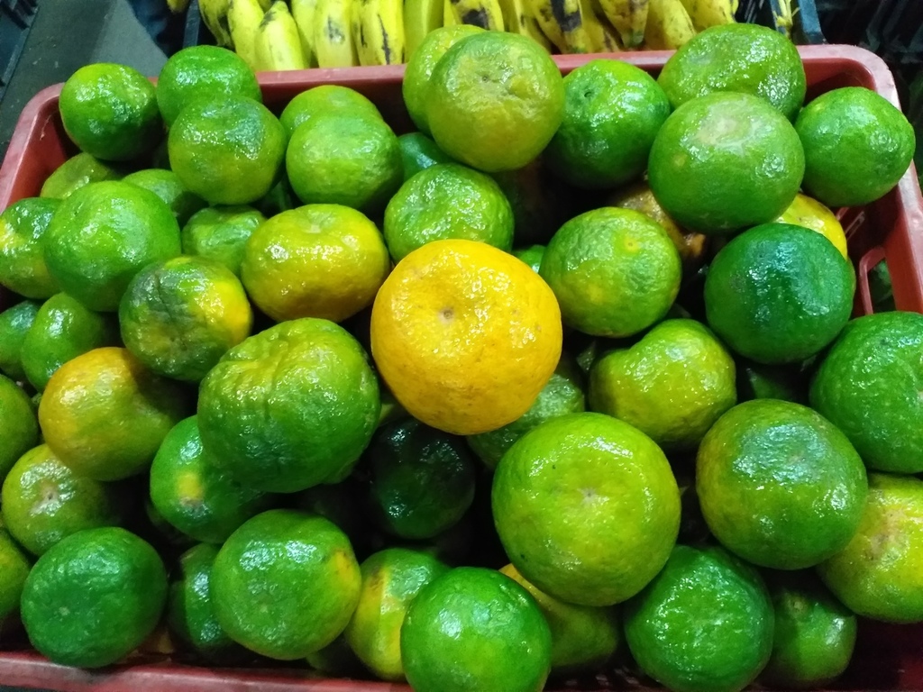 Mandarina oneca