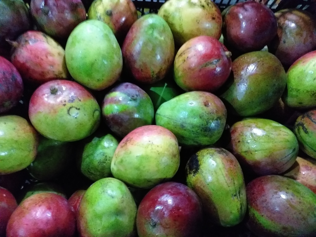 Mango tipo tommy