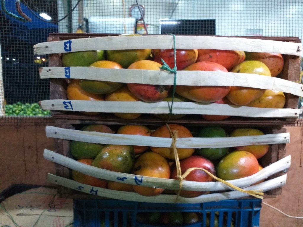 Mango criollo