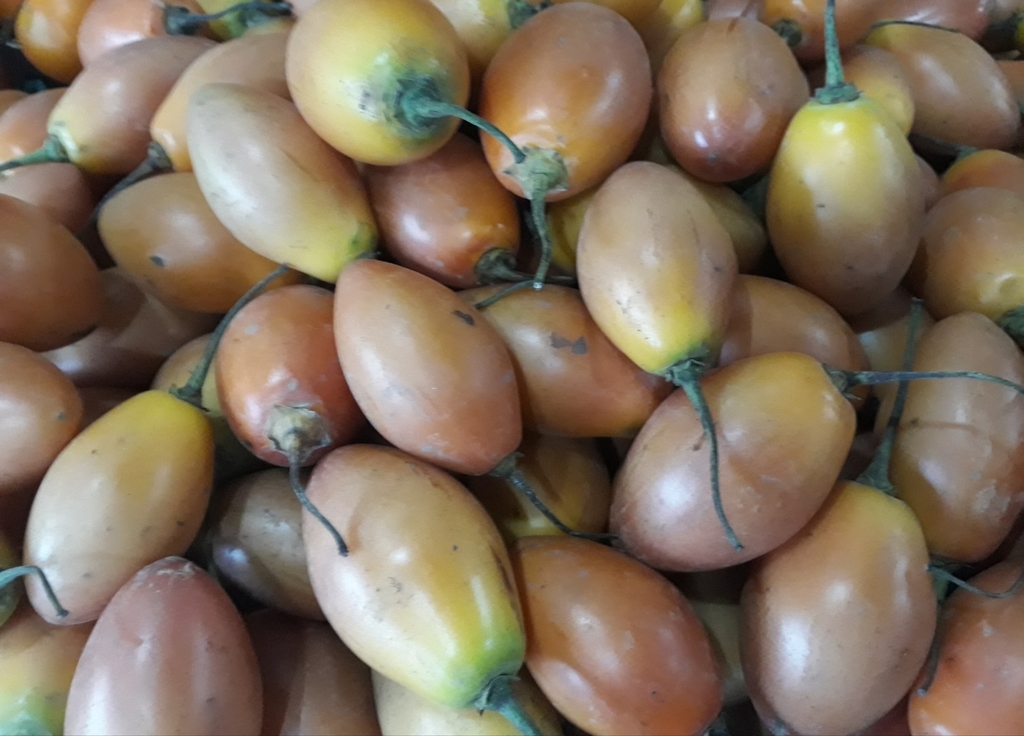Tomate de árbol