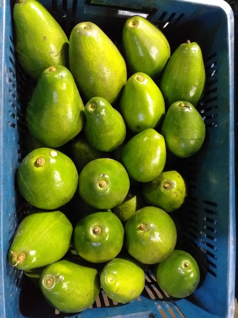 Aguacate papelillo