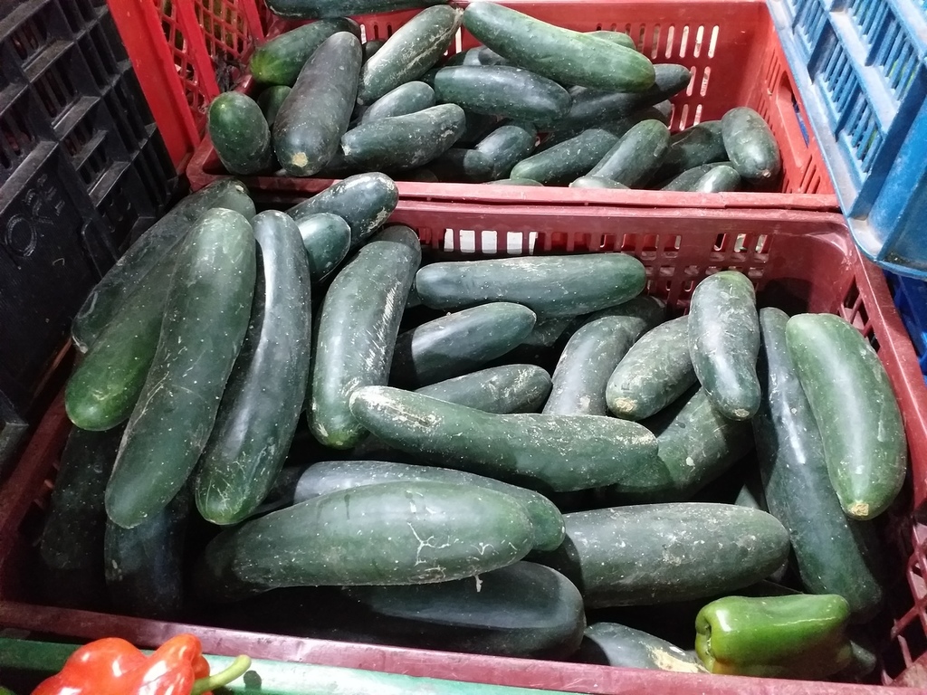 Pepino