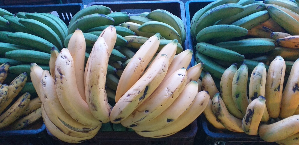 Banano criollo
