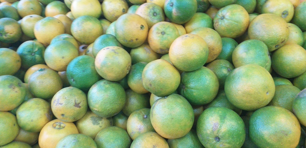 Naranja valencia