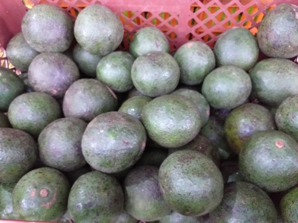 Aguacate ref reeds