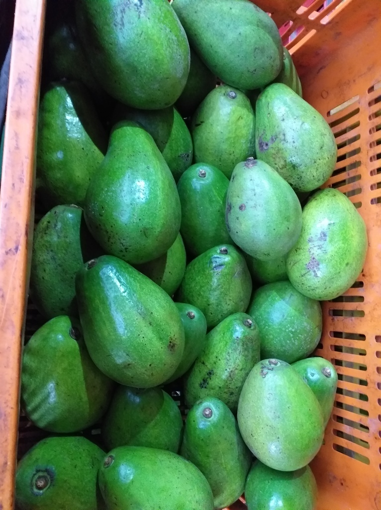 Aguacate papelillo