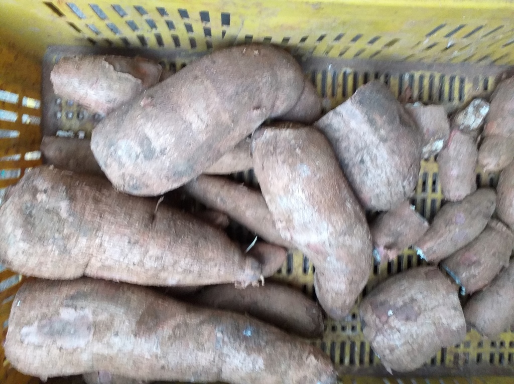 Yuca suelta