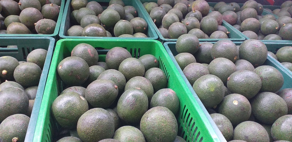 Aguacate reed