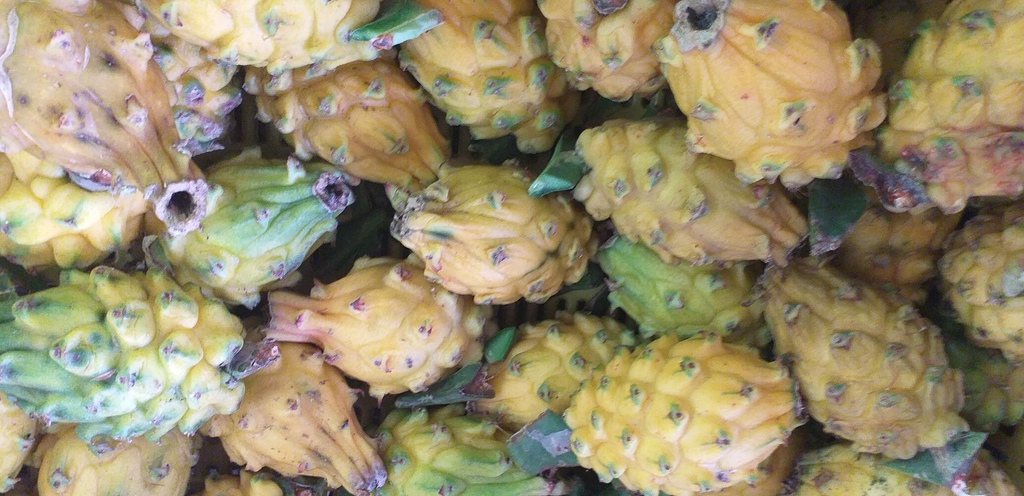 Pitahaya del huila