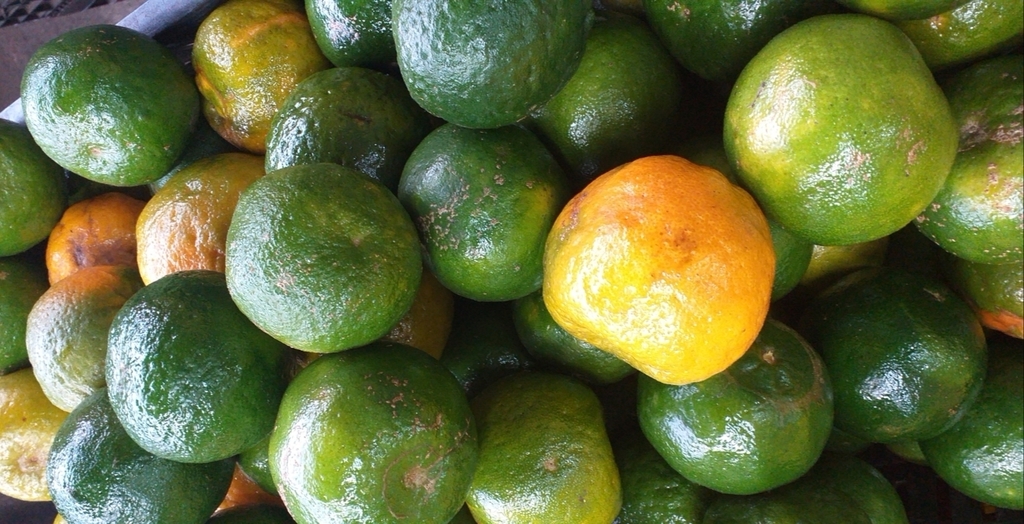 Mandarina oneca