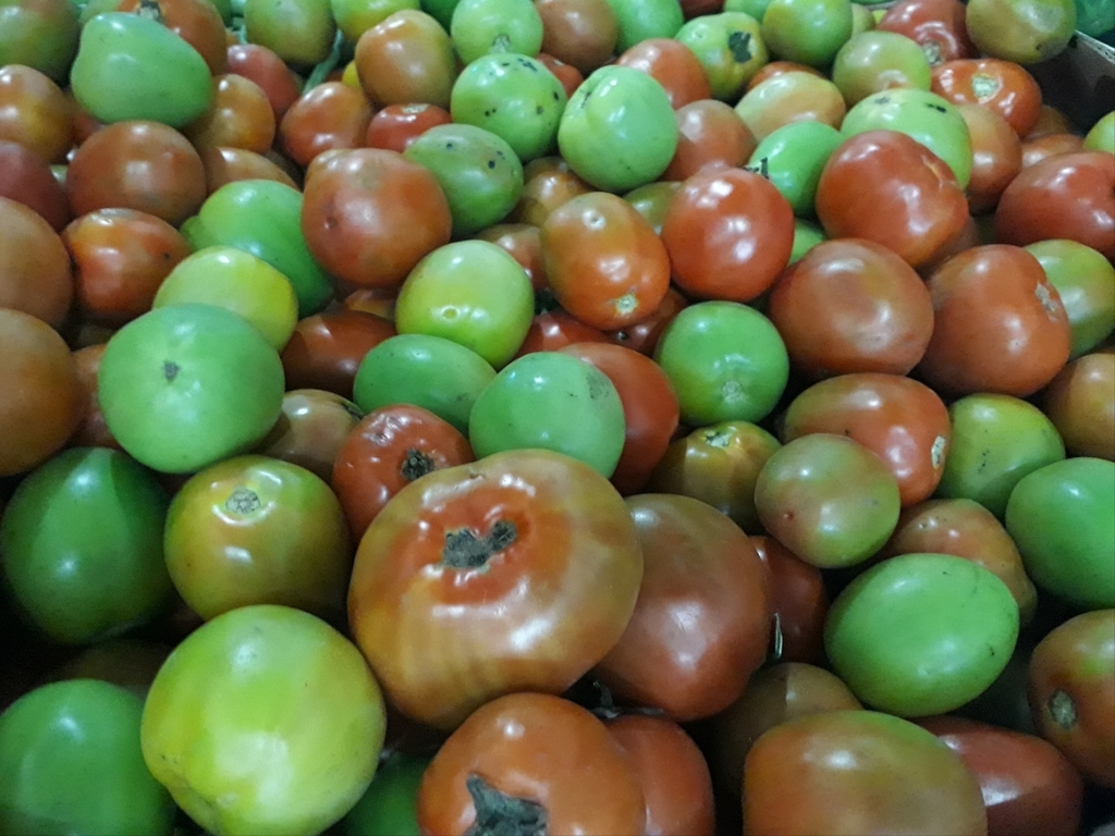 Tomate