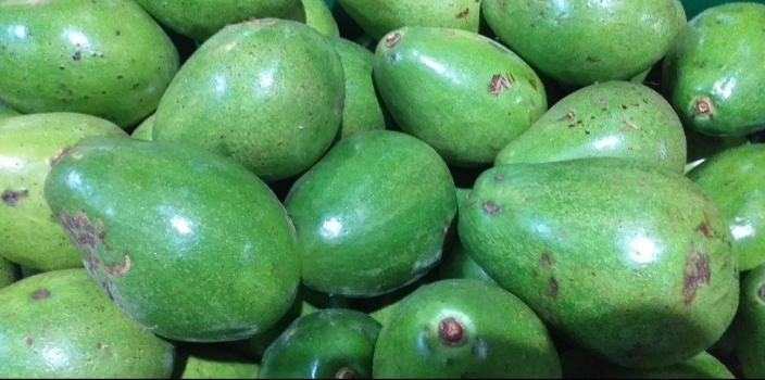 Aguacate papelillo maduro
