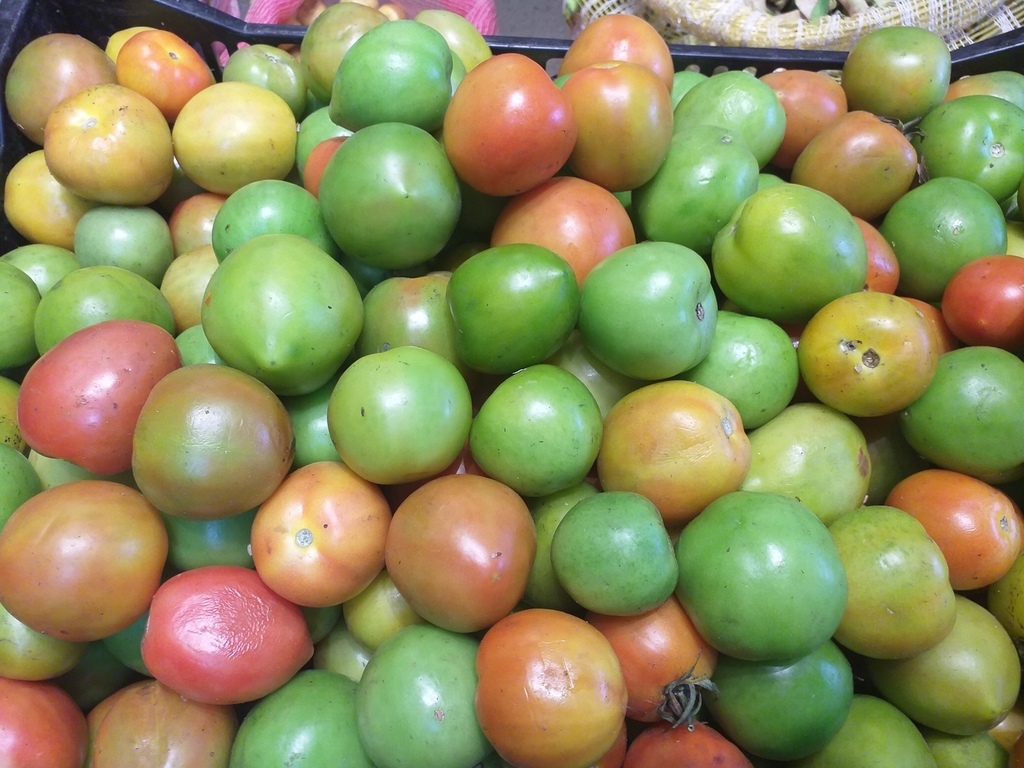 Tomate de segunda
