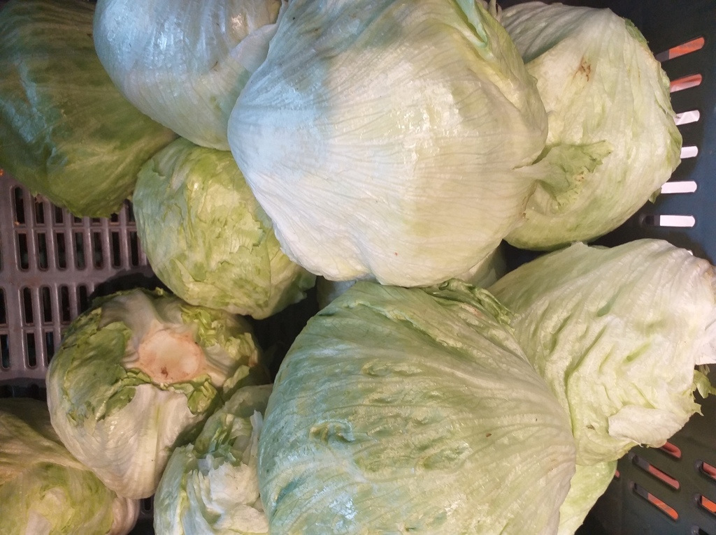Lechuga