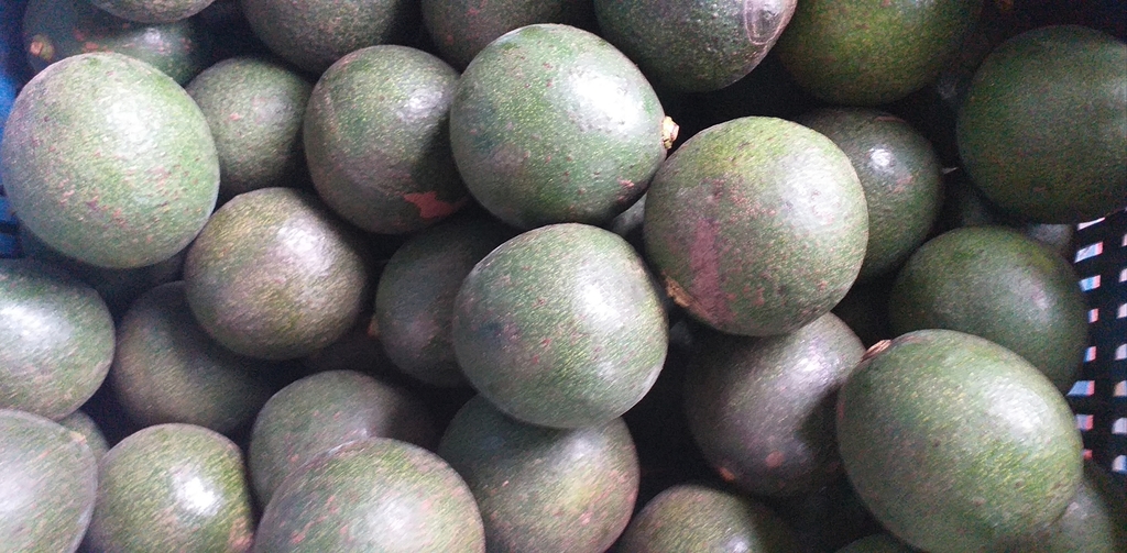 Aguacate colin reed