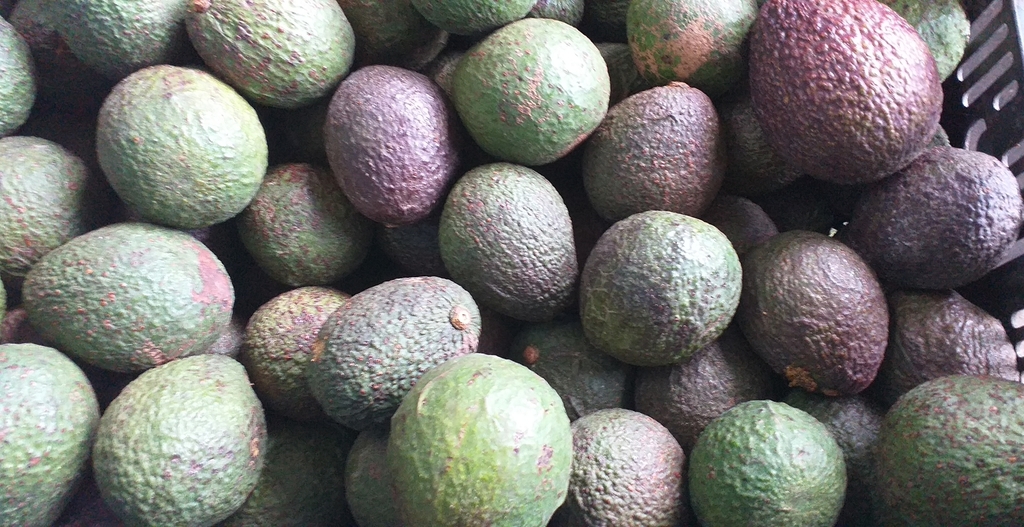 Aguacate hass