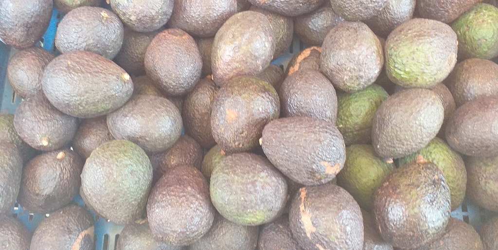 Aguacate hass