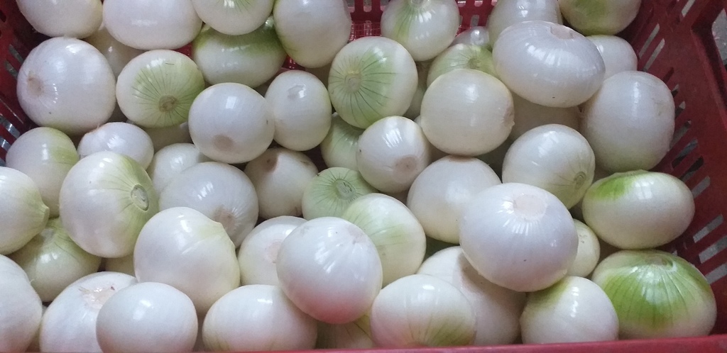 Cebolla blanca pelada