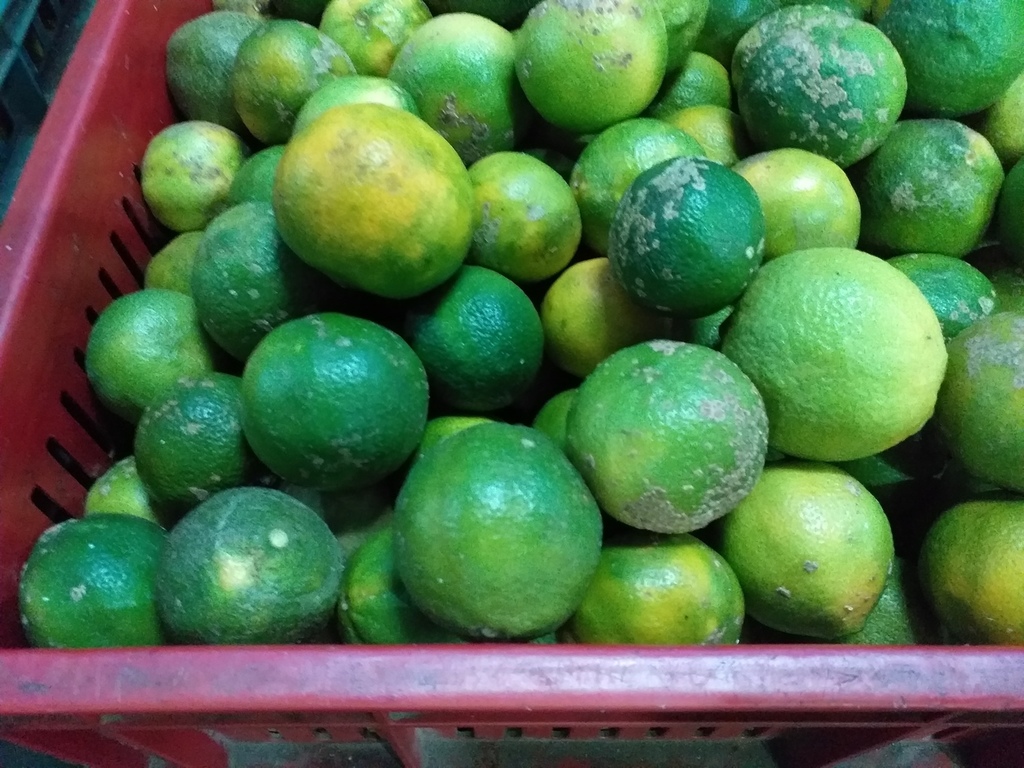 Limon mandarino
