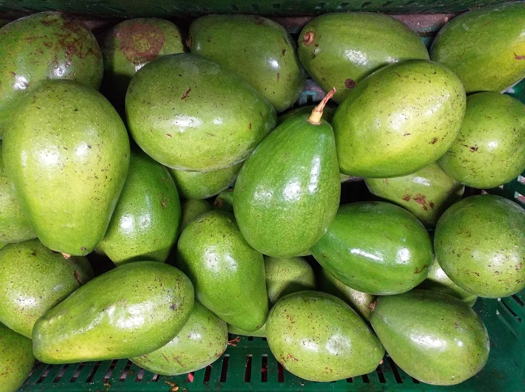 Aguacate papelillo