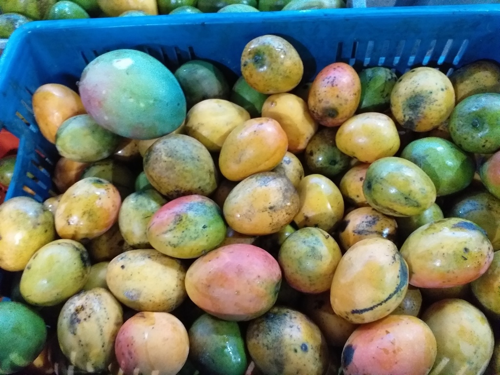 Mango criollo
