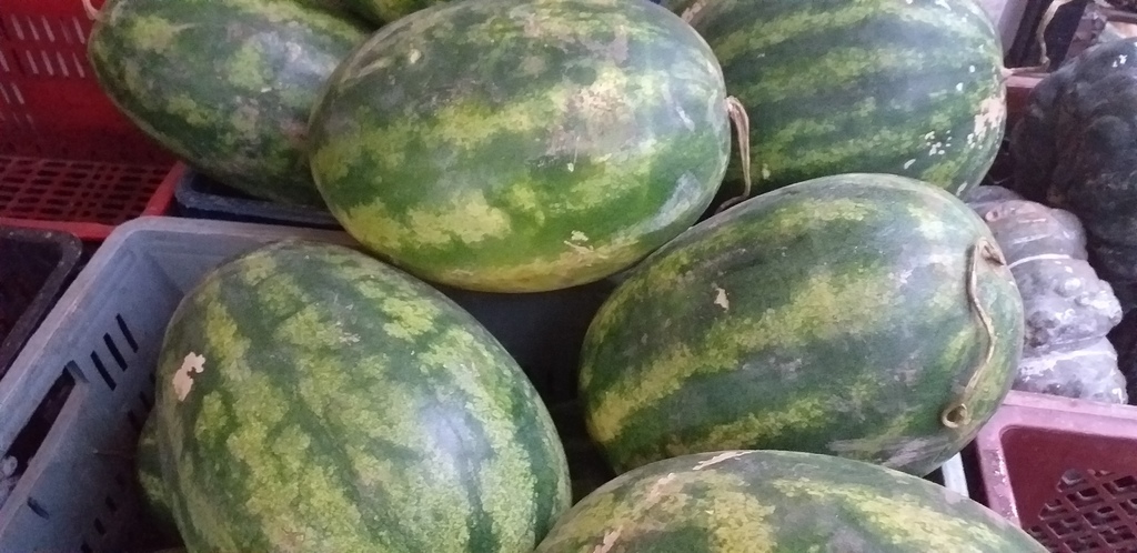Sandia gruesa