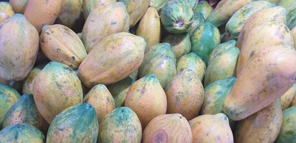 Papaya tainung
