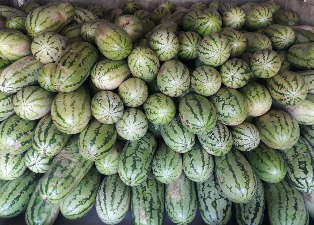 Sandia criolla
