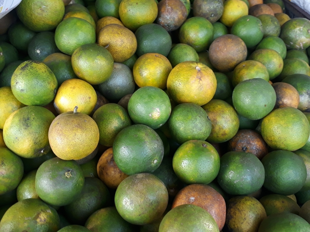 Naranja quindeana