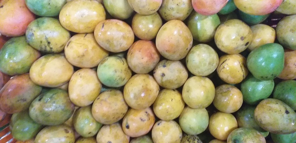 Mango criollo