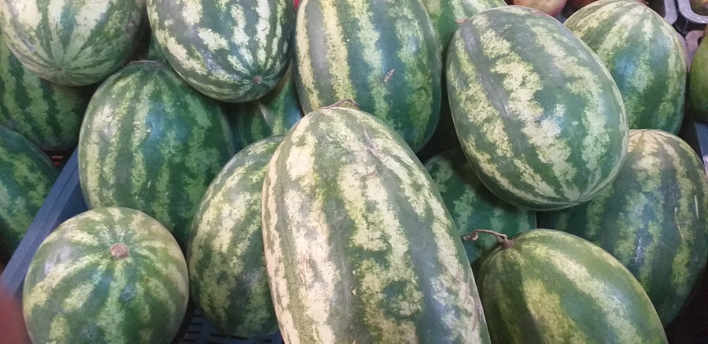 Sandia gruesa