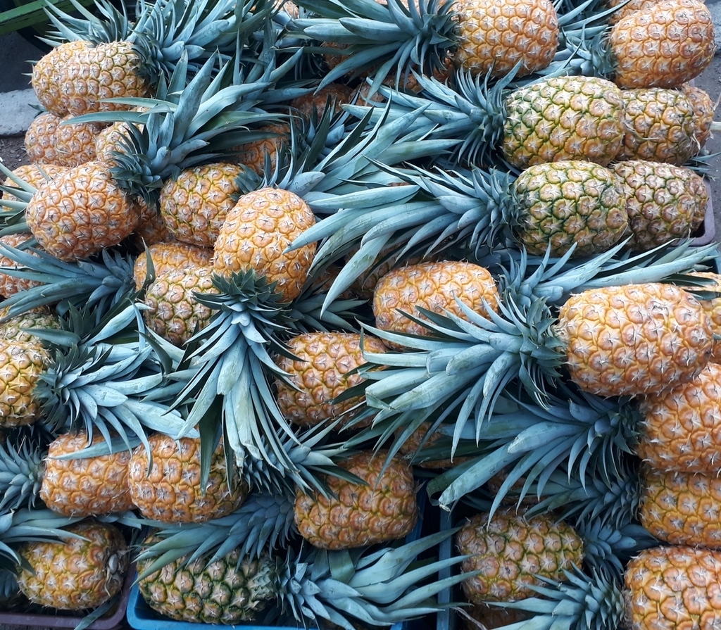 Piña oro miel