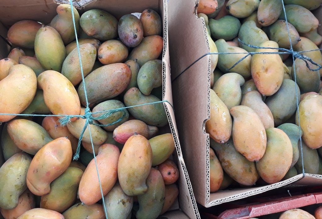 Mango de chupa