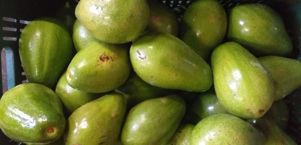 Aguacate papelillo