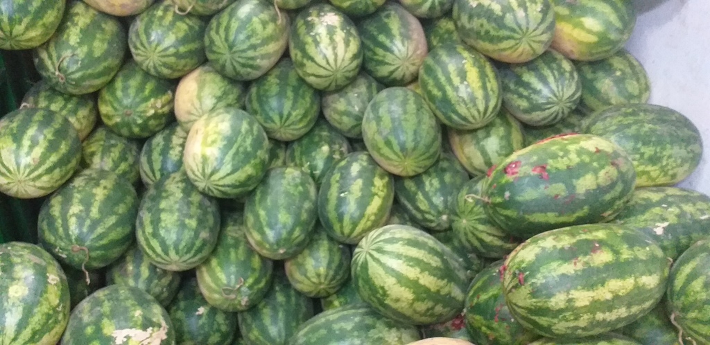 Sandia gruesa