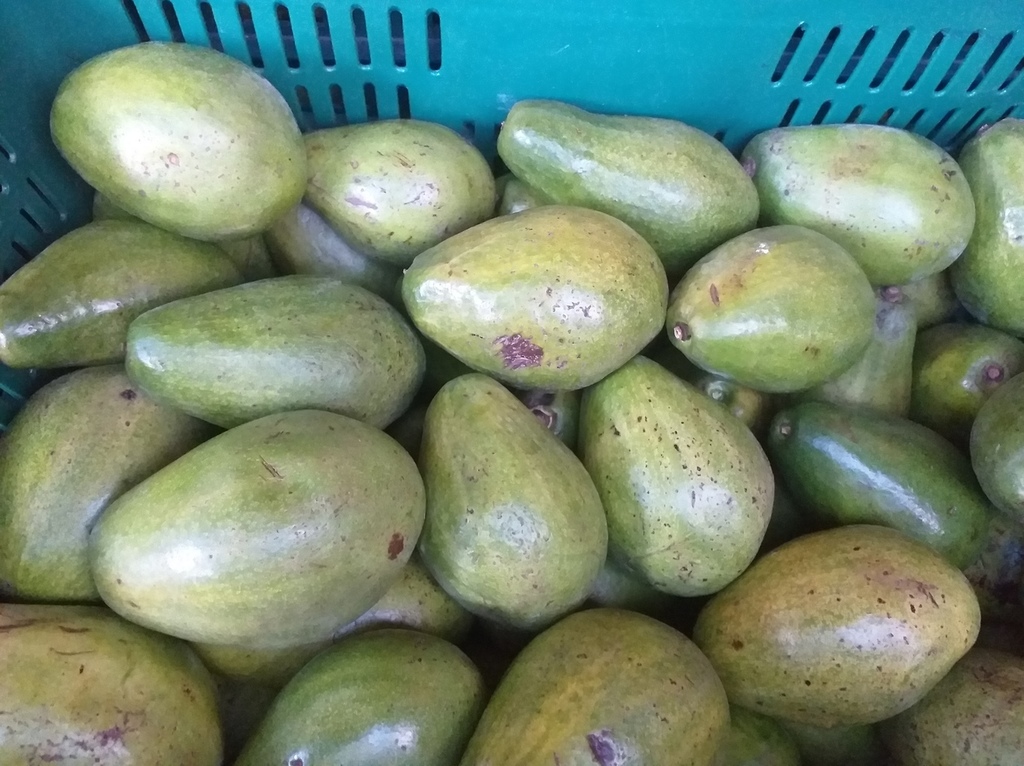 Aguacate papelillo