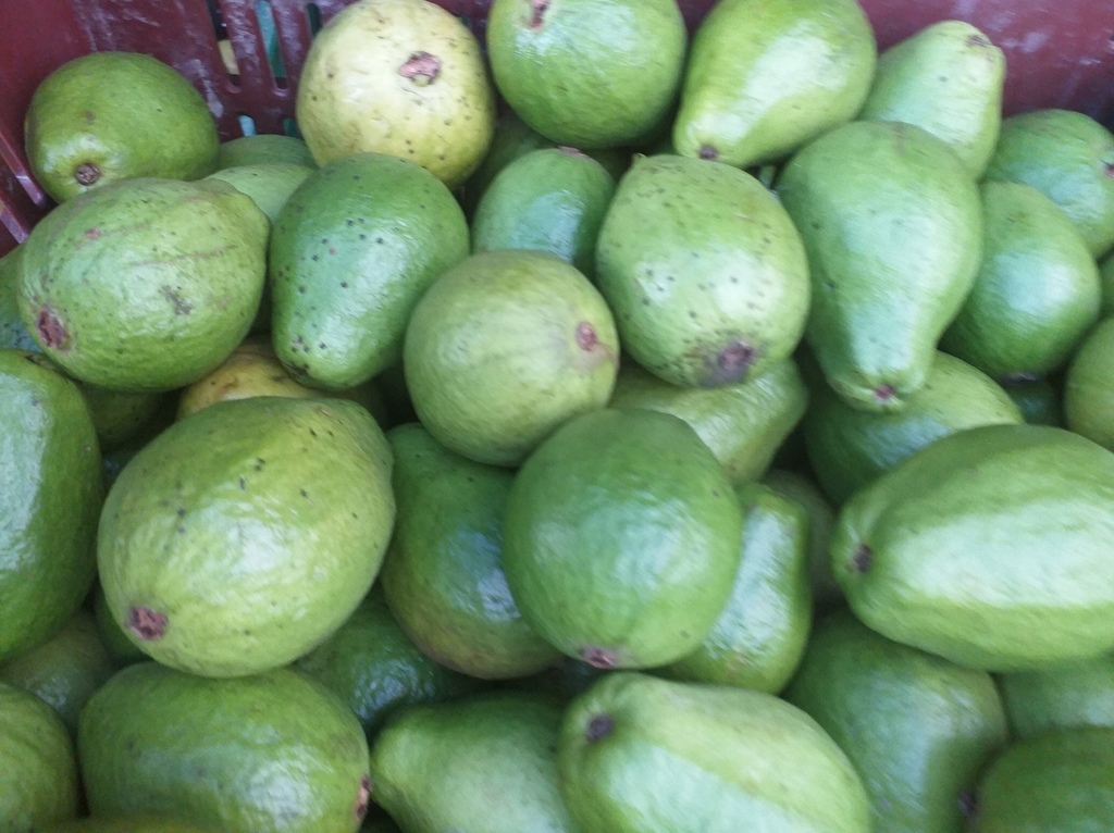 Guayaba grueda