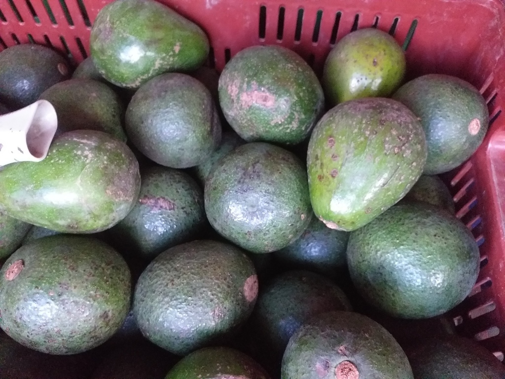 Aguacate reeds