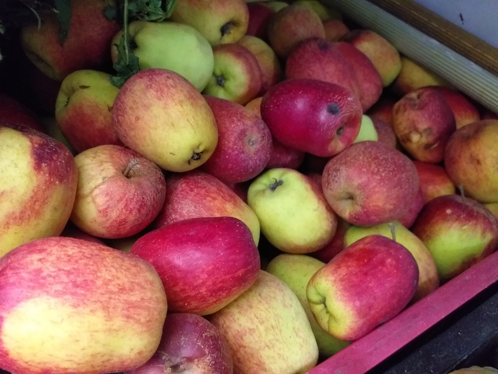 Manzana criolla