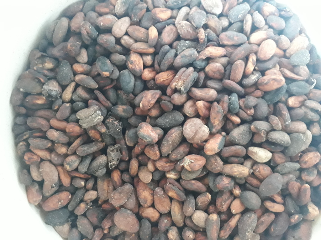 Cacao