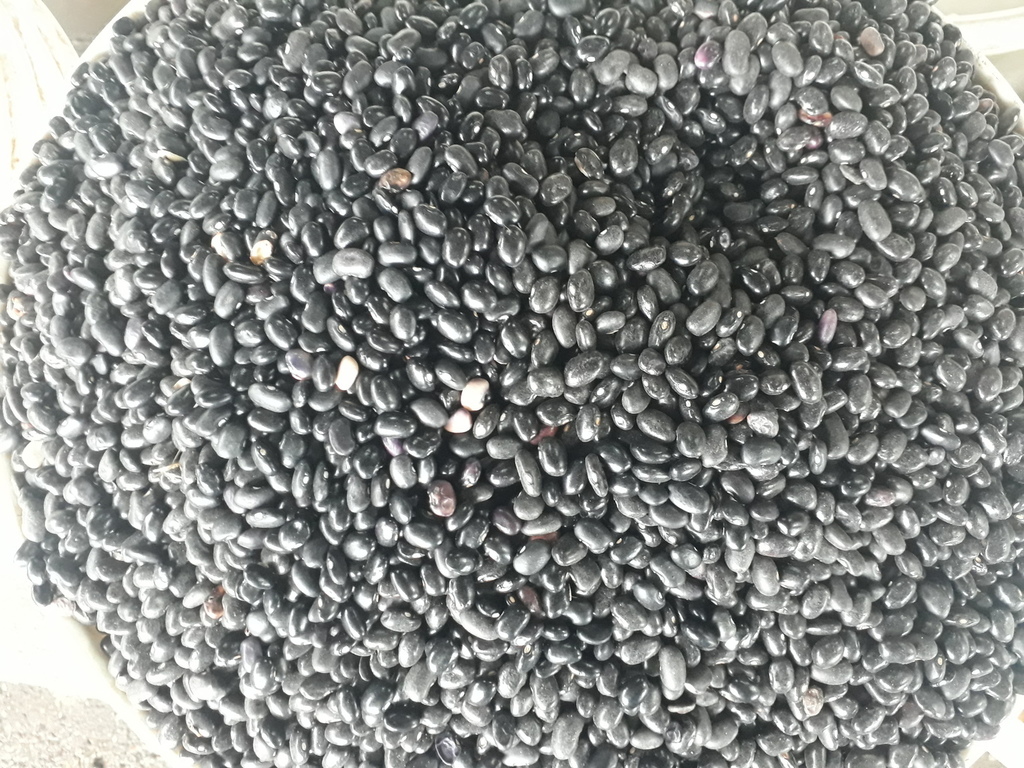 Frijol cabecita negra