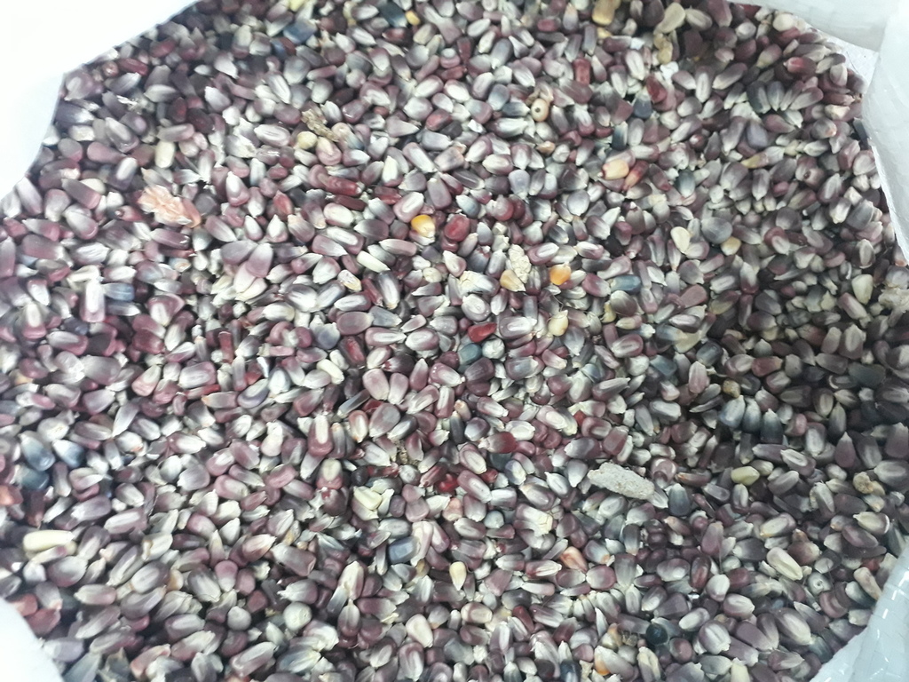 Maiz morado
