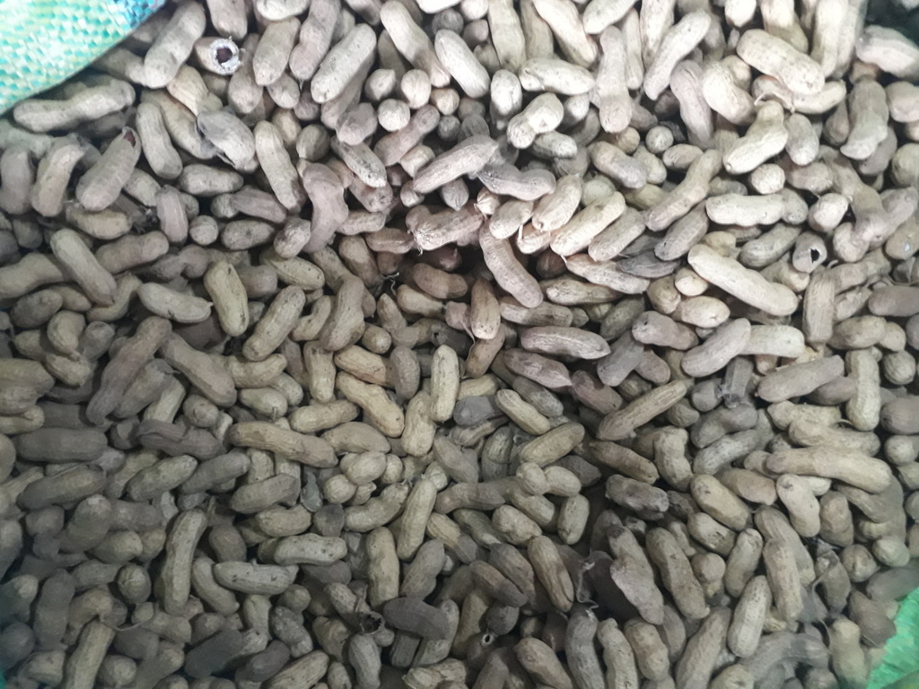 Cacaguate