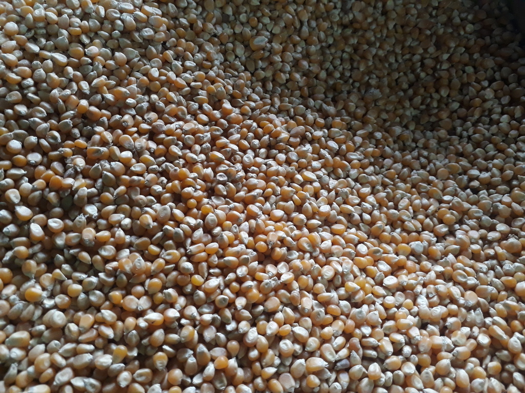Maiz con concha amarillo