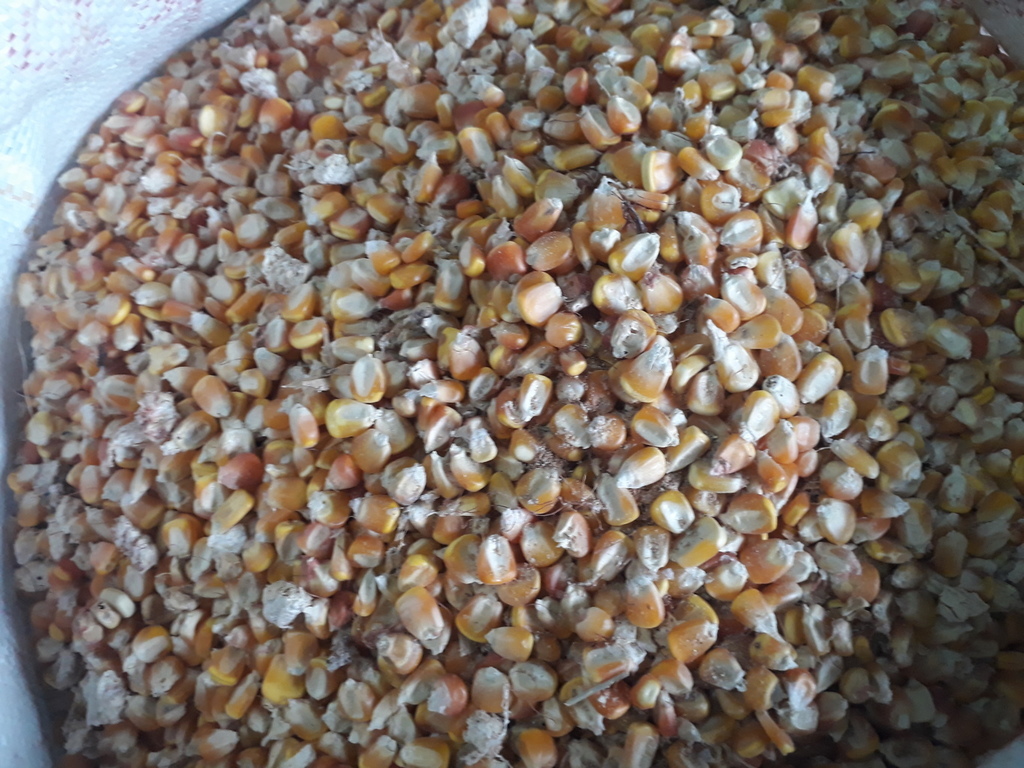 Maiz con concha amarillo